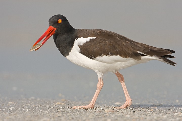 Amerikanischer Austernfischer Haematopus palliatus American Oystercatcher